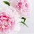 Peonia